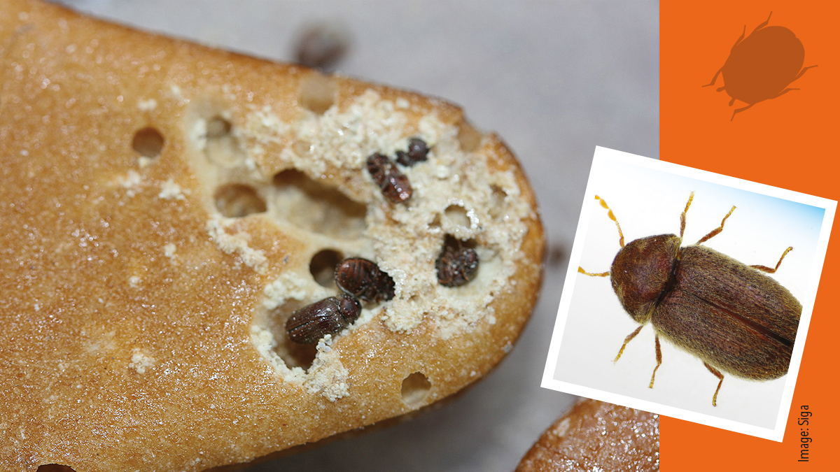 Biscuit beetles Adult biscuit beetle in gingerbread man.